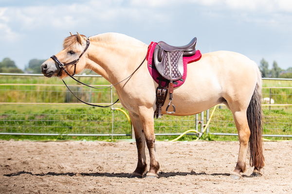 EDIX® Contour Merino Dressage Pad