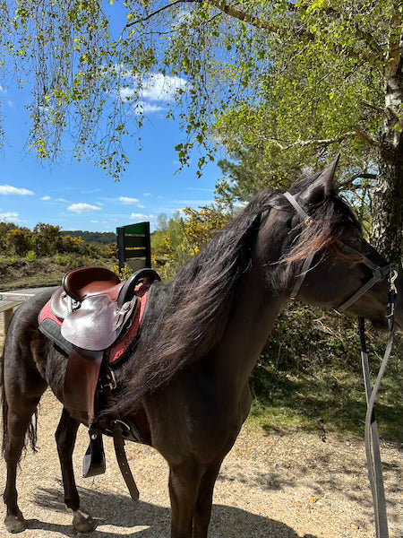 Selling a Western Saddle