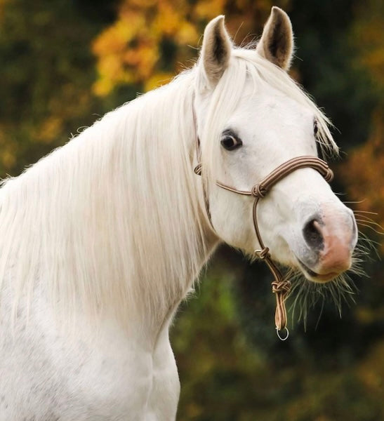 Barefoot® BeGentle Rope Halter