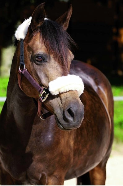 Barefoot® Headcollar Stretch & Breath®