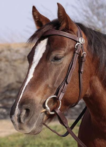 Barefoot Missoula Nut Headstall