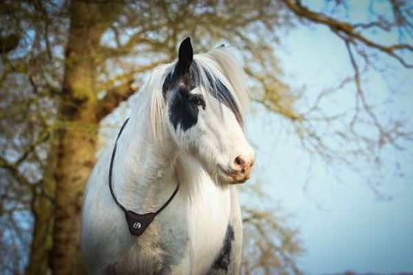 Barefoot® Communication Neck Ring - Cordeo